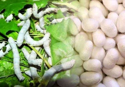 رتبه نخست بابل در تولید نوغان مازندران