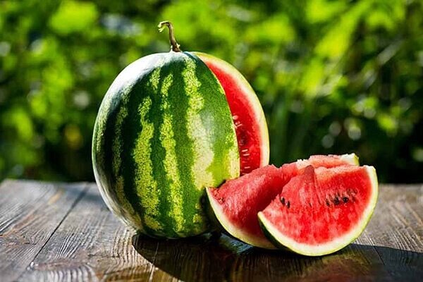 فصل برداشت هندوانه در مازندران
