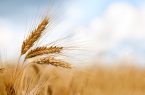 خرید تضمینی گندم در مناطق کوهستانی ادامه دارد
