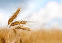 خرید تضمینی گندم در مناطق کوهستانی ادامه دارد