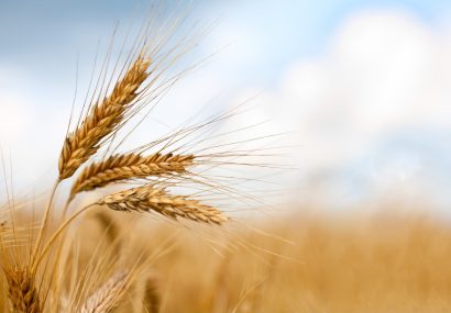 خرید تضمینی گندم در مناطق کوهستانی ادامه دارد