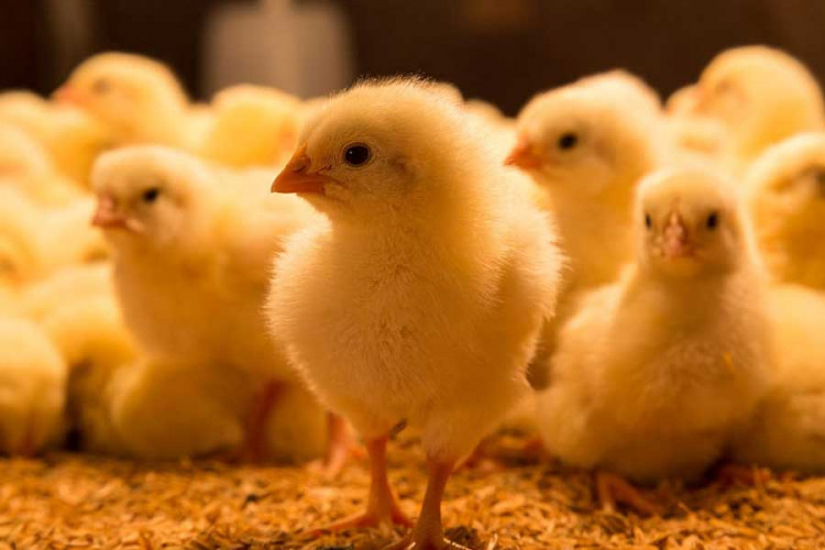 جوجه‌ریزی بیش از ۱۲.۸ میلیون قطعه‌ای در ساری