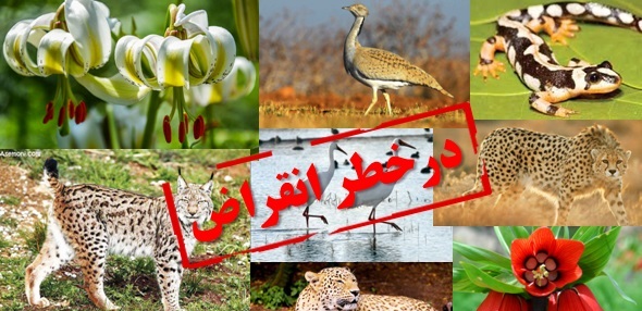 تخریب زیستگاهها عامل اصلی انقراض گونههای جانوری