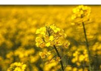 کشت ۱۴۹۱ هکتار کلزا در شهرستان میاندورود