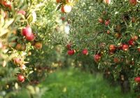 تسریع در اجرای شناسنامه‌دار کردن محصولات کشاورزی در مازندران