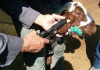 پلاک‌کوبی دام برای مقابله با قاچاق