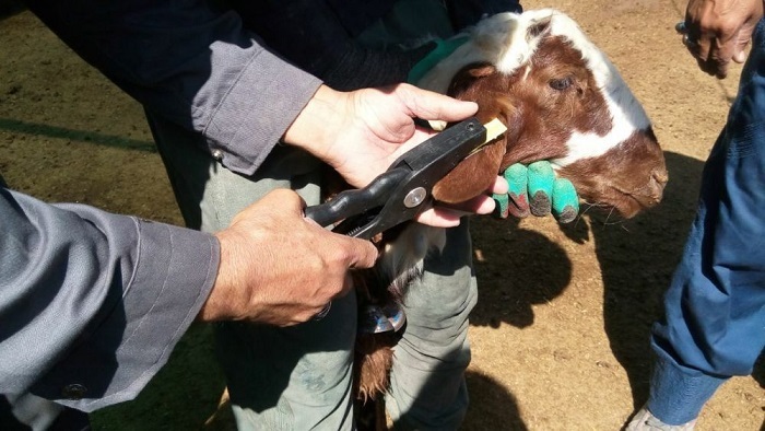 پلاک‌کوبی دام برای مقابله با قاچاق