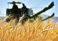 افزایش مراکز خرید تضمینی در روستا‌های مازندران
