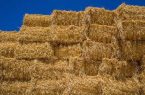 تبدیل کاه برنج به طلای سفید دامداران