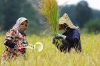 برداشت ۷ هزار و ۶۰۰ تن شالی در بهشهر
