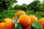 پیش بینی تولید ۳.۴ میلیون تن مرکبات در مازندران