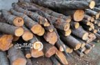 ناکام ماندن قاچاقچی چوب در بخش دشت سر آمل