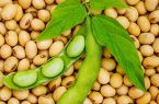 تأمین کامل نیاز سویاکاران مازندرانی تا ۴۰ روز آینده