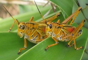 مبارزه با ملخ در ۶۴۰ هکتار از اراضی کشاورزی مازندران