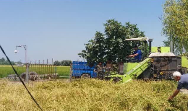 آغاز برداشت بذر استاندارد برنج طارم مازند در بهشهر