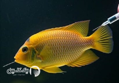 تولید واکسن آبزیان با فناوری ایرانی