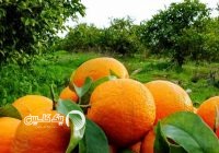 پیش بینی تولید ۳.۴ میلیون تن مرکبات در مازندران
